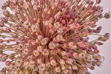 Close-up of a purple allium blooming on a bright background.