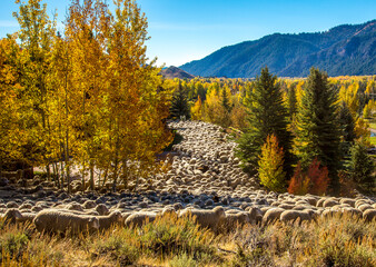 Hailey, Idaho, A flock of sheep is being brought down from high pasture and driven through Ketchum...