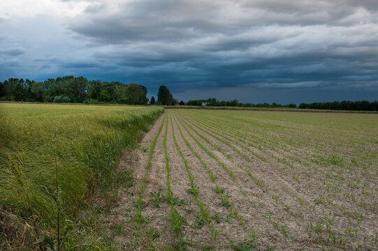 stormy sky over wheat field, nature landscape