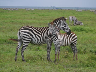 Fototapeta na wymiar mother and child zebra in the field