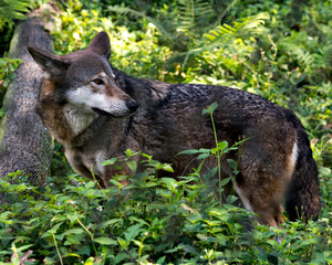 Wolf (Red Wolf) stock photos.  Red Wolf endangered species. Red Wolf close-up profile.  Walking in the field with a close up viewing of its body, brown fur, head, ears, eyes, nose,  in its environment