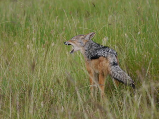 Barking fox in the field