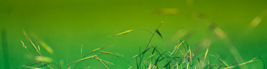 green grass background