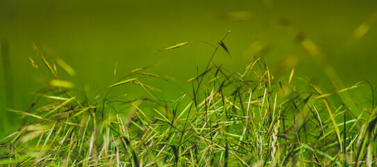 green grass background