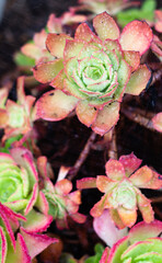 pink cacti with waterdrops