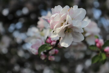 Wiosenne kwiaty © Flower Drawer Photo