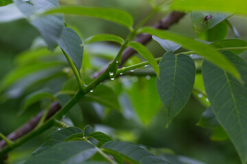 Młode gałązki z liśćmi orzecha włoskiego, z kroplami wody po deszczu