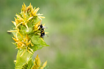 Flowers of Gentian (Gentiana lutea). Bumblebees collect nectar on flowers. Mountain flower. 