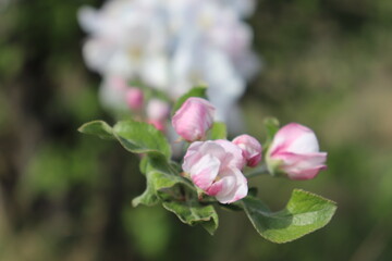 Wiosenny kwiat © Flower Drawer Photo