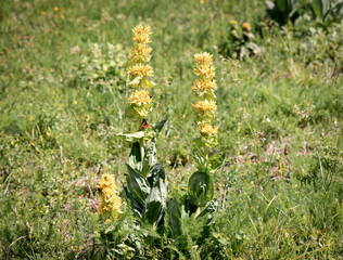  Mountain flower Gentian (Gentiana lutea).  Insects collect nectar. Butterfly stays on flower.
