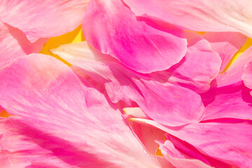 Background Of Their Petals Of Pink Peonies. Idea for a card.