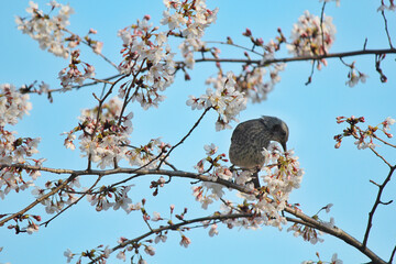 bird sitting on a branch
