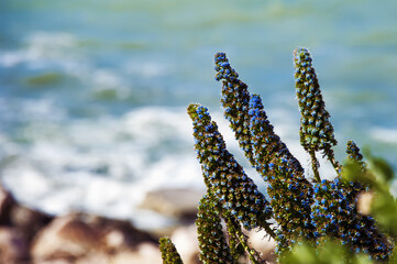 Close up of Madeira's pride is a plant species with a purple, perennial herbaceous flower, a source of nectar for butterflies and other insects, also found in Italy, in Termoli,on the Adriatic coast