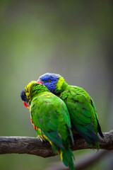 A pair of Rainbow Lorikeets being romantic on a tree branch (Trichoglossus haematodus)