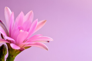 Cactus flower, pink purple flower on
light pale purple background. Blooming succulent plants.