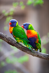 Fototapeta na wymiar A pair of Rainbow Lorikeets fighting/playing/teasing each other on a tree branch (Trichoglossus haematodus)