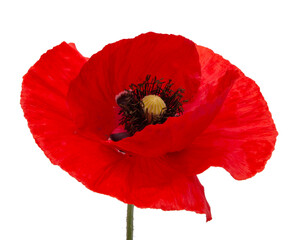 Pretty red poppy flower isolated on the white