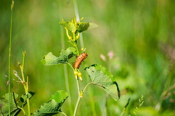 green caterpillar on a leaf
