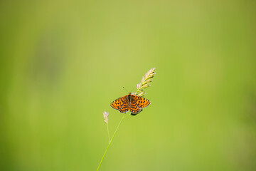 Fototapeta na wymiar Beautiful butterfly