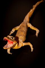 Stuffed crocodile over 100 years old