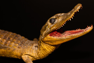 Stuffed crocodile over 100 years old