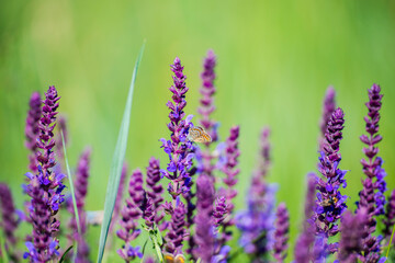 Wild spring flowers in the grass field