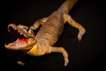 Stuffed crocodile over 100 years old