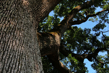 Imponente quercia centenaria in un paesaggio collinare, si staglia sul blu del cielo in una giornata d’estate, dettagli del tronco e dei rami