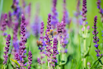 Wild spring flowers in the grass field