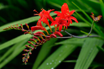 Cluster of Crocosmia Lucifer flower heads at Annapolis Royal Historic Gardens Nova Scotia