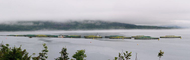 Panorama of Digby Salmon fishfarm pens in fog at Annapolis Basin St Marys Bay Nova Scotia