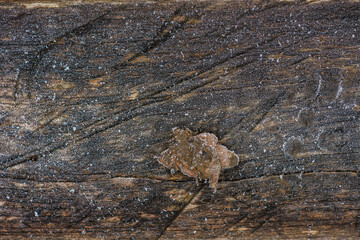 close up of a dry leaf on wood background