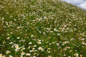 Hillside of daisies and clover at the Big Salmon River Fundy Trail Parkway New Brunswick