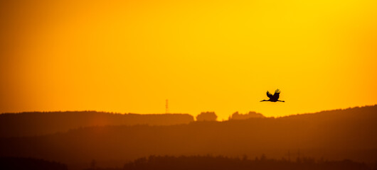 White stork flying in the sky at sunset