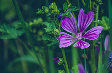 Obraz na płótnie Canvas violet flowers in the garden