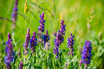 Obraz premium Wild spring flowers in the grass field