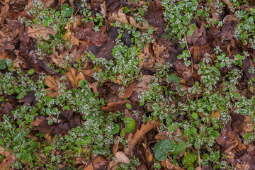 dry leafs and green plants covered with frost
