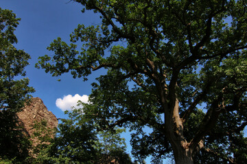 Imponente quercia centenaria in un paesaggio collinare, si staglia sul blu del cielo in una giornata d’estate, dettagli del tronco e dei rami