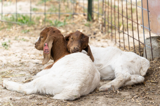 Two baby goats cooking off in the shade of the hot summer sun.