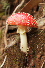fly agaric mushroom in forest