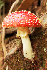 fly agaric mushroom