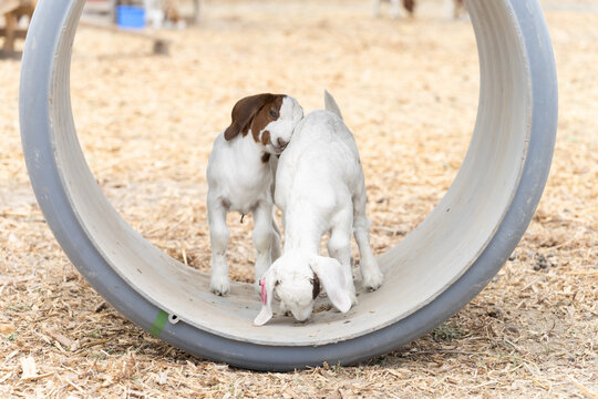 Baby Goats Playing In A Pipe