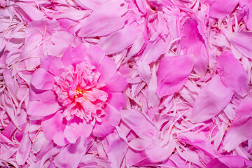 Background of flower petals. Peony flowers