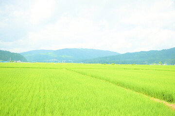 Fototapeta premium 道端の景色