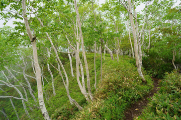 東ヌプカウシヌプリ登山道