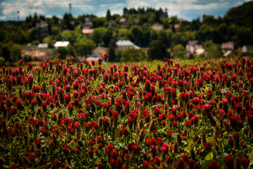 field of tulips