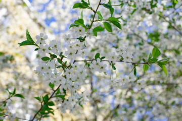 White flowers blossom cherry tree bottom view, orchard blooming in spring. Backdrop wallpaper background. Beautiful flowering garden cherry tree in bloom