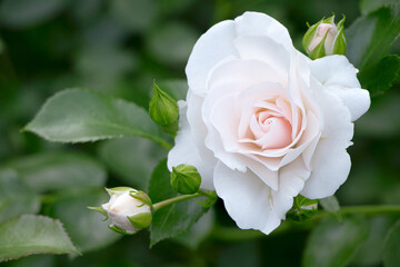 White rose in the garden. White flower of the rose. Blooming rose. Blossom cream rose