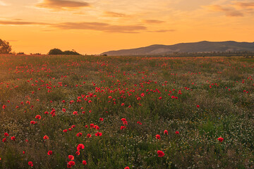 poppy field at sunset