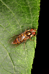 Marmalade hoverfly (Episyrphus balteatus) resting on leaf.
